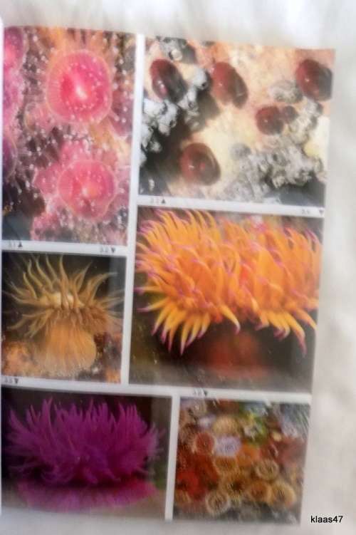 TWO OCEANS A GUIDE TO THE MARINE LIFE OF SOUTHERN AFRICA  paperback 1994