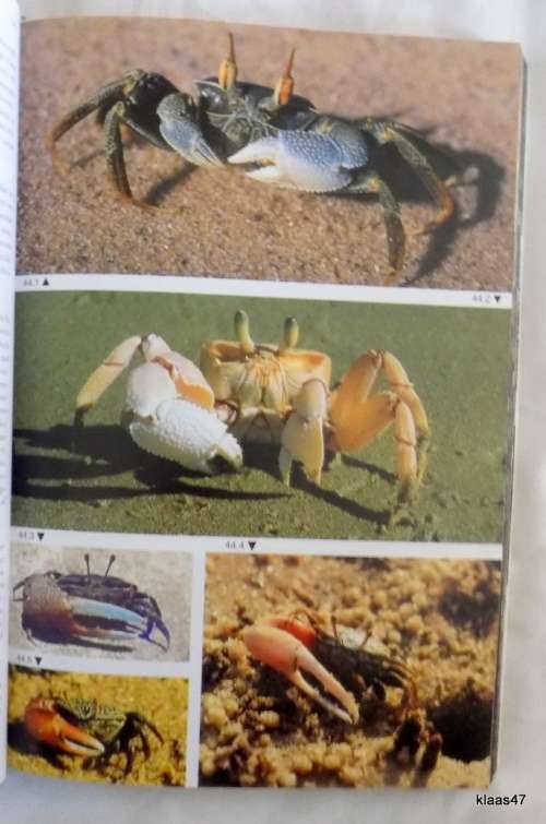 TWO OCEANS A GUIDE TO THE MARINE LIFE OF SOUTHERN AFRICA  paperback 1994