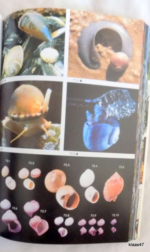 TWO OCEANS A GUIDE TO THE MARINE LIFE OF SOUTHERN AFRICA  paperback 1994