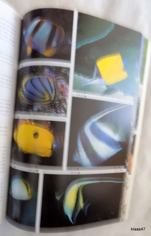 TWO OCEANS A GUIDE TO THE MARINE LIFE OF SOUTHERN AFRICA  paperback 1994