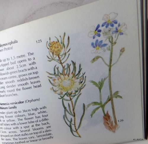 Flora of Table  Mountain - Hazel Stokes - Small Paperback