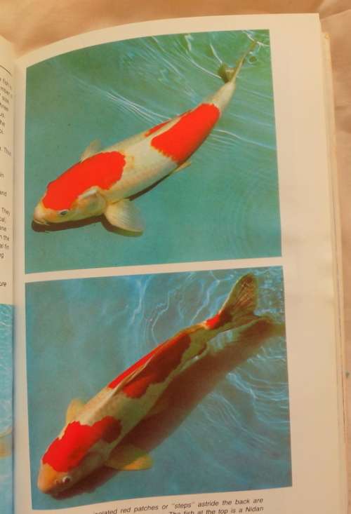 Koi and Garden Pools - Dr Herbert R. Axelrod - Paperback