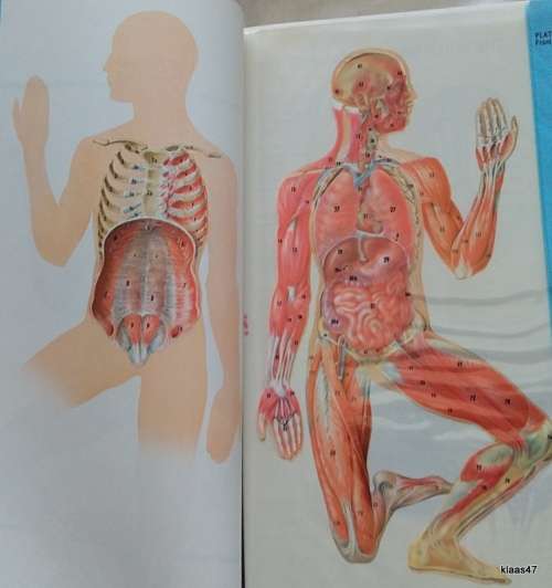 Fishbein`s Illustrated Medical and Health Encyclopedia (Family Health Guide Edition)