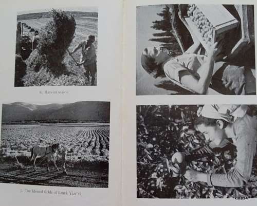 The State of Israel - L.F. Rushbrook Williams - Hardcover