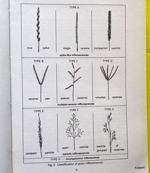Common Veld and Pasture Grasses of Natal - Tainton, Bransby, deV. Booysen - Paperback