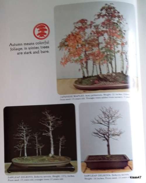 Bonsai - Illustrated Guide to an Ancient Art - A Sunset Book