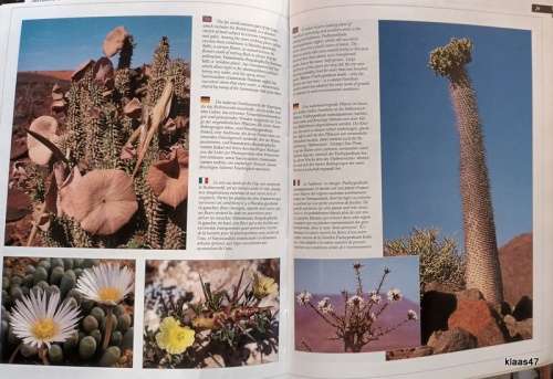 Beautiful Wild Flowers of Southern Africa - English/German/French - Softcover 1996