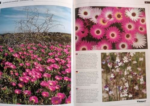Beautiful Wild Flowers of Southern Africa - English/German/French - Softcover 1996