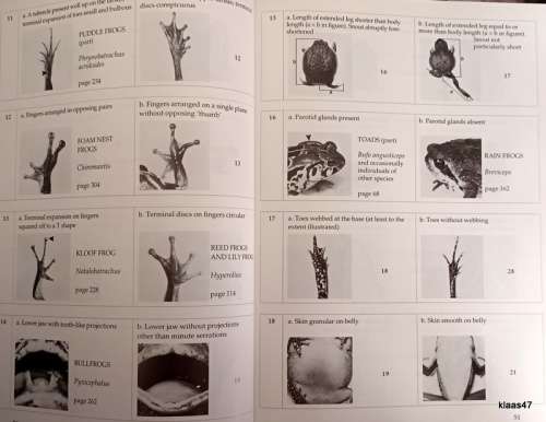 South African Frogs - A complete Guide - NI Passmore VC Carruthers - Hardcover (Revised Edition)