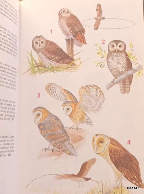 Newman`s Birds of Southern Africa - Kenneth Newman - Hardcover 1983