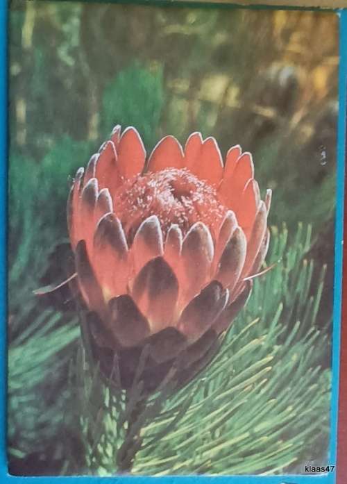 RSA - 1977 - 3rd Definitive Series - Proteas - First Day Folder (In Protea Envelope)