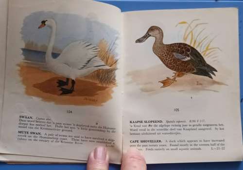 Beskermde Voels van Kaapland / Protected Birds of Cape Province - Paperback