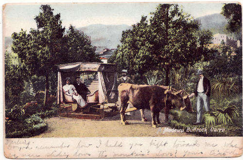 MADEIRA BULLROCK CARRO : UNION POSTALE UNIVERSELLE : CARTE POSTALE : INSCRIBED BUT NOT POSTALLY USED