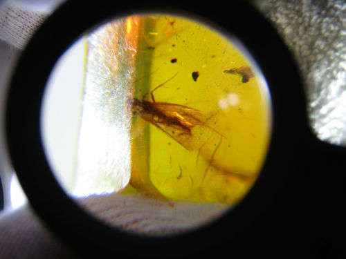 Authentic Insect Amber No.20212