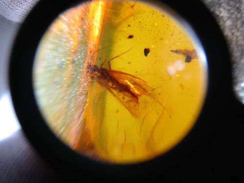 Authentic Insect Amber No.20212