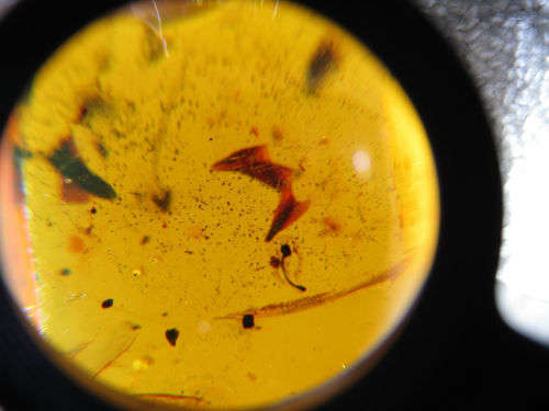 Authentic Insect Amber No.20212