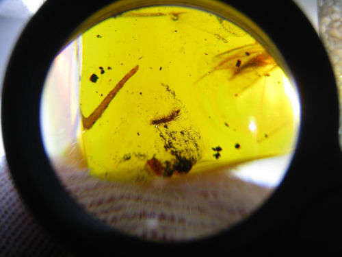 Authentic Insect Amber No.20212