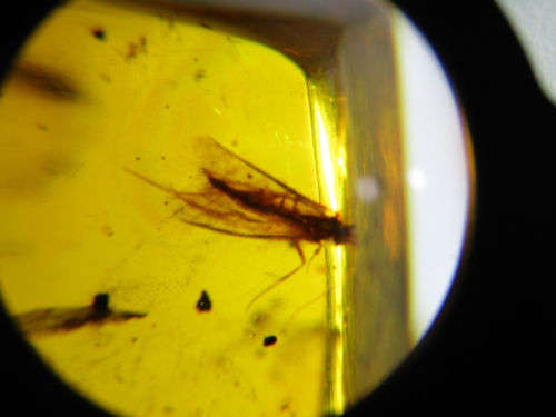 Authentic Insect Amber No.20212