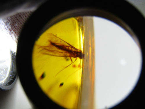 Authentic Insect Amber No.20212