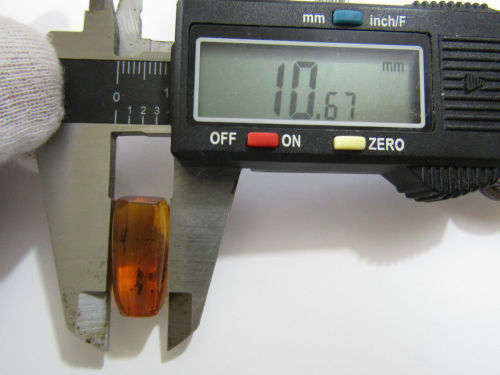 Authentic Insect Amber No.20212