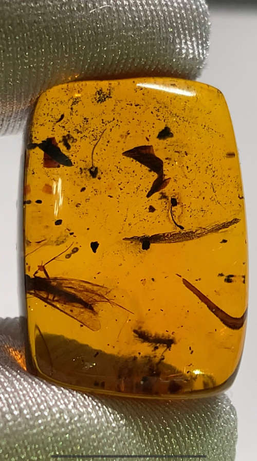 Authentic Insect Amber No.20212