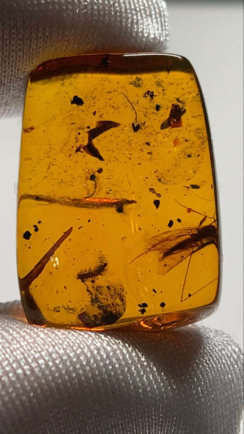Authentic Insect Amber No.20212