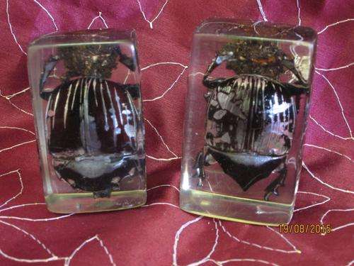 Pair of dung beetles