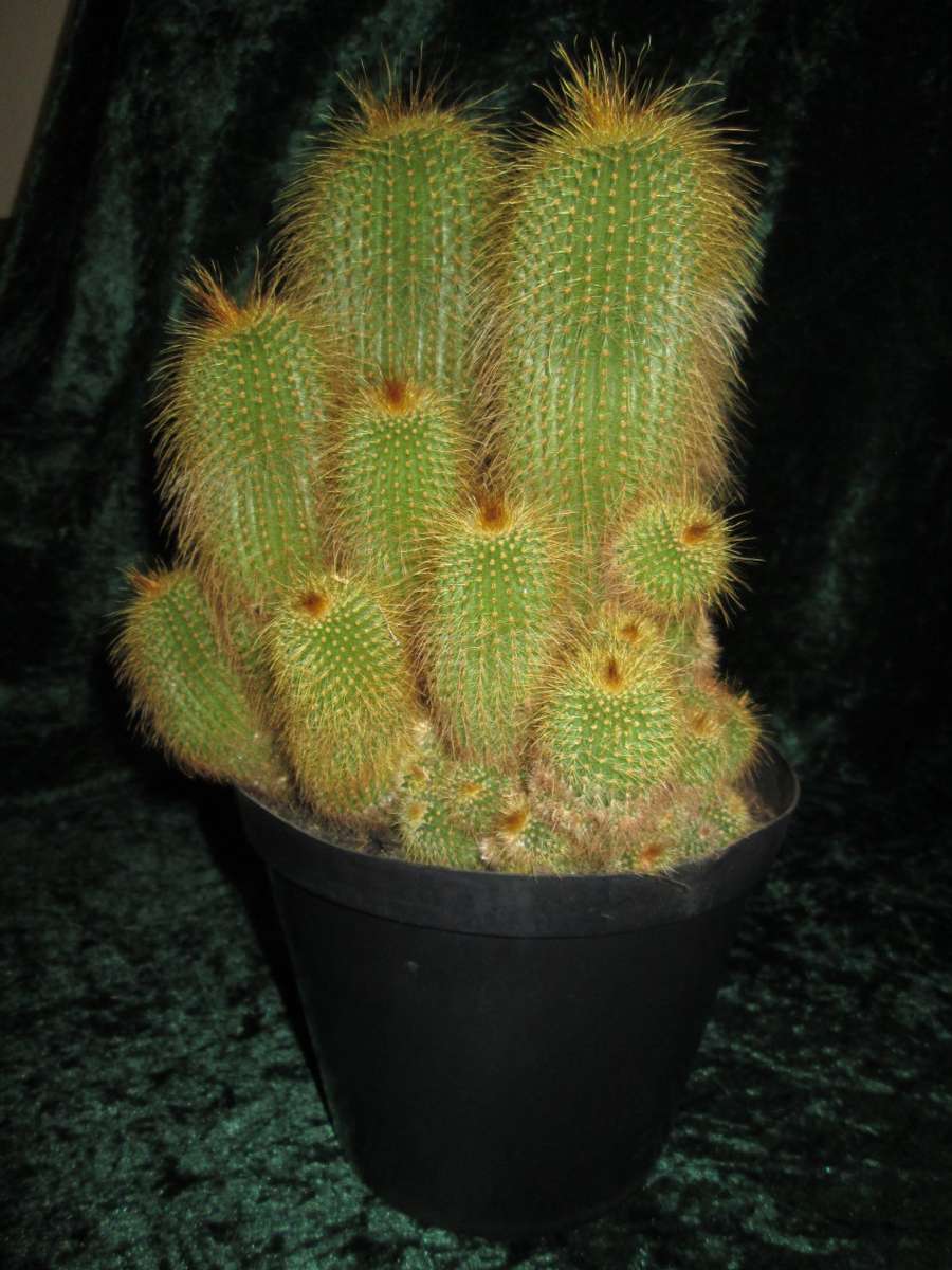 Plant - Notocactus Leninghausii cactus in 15cm Pot