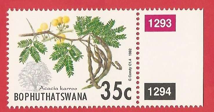 Bophuthatswana SACC281 Acacia Trees