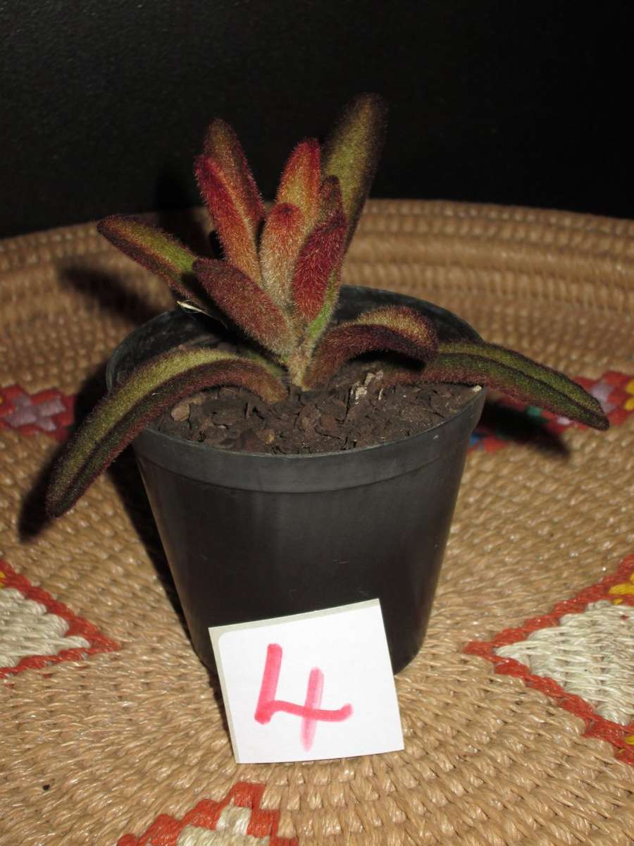 Kalanchoe tomentosa ¿Chocolate Soldier¿ ¿ Panda Plant. 7.5cm pot