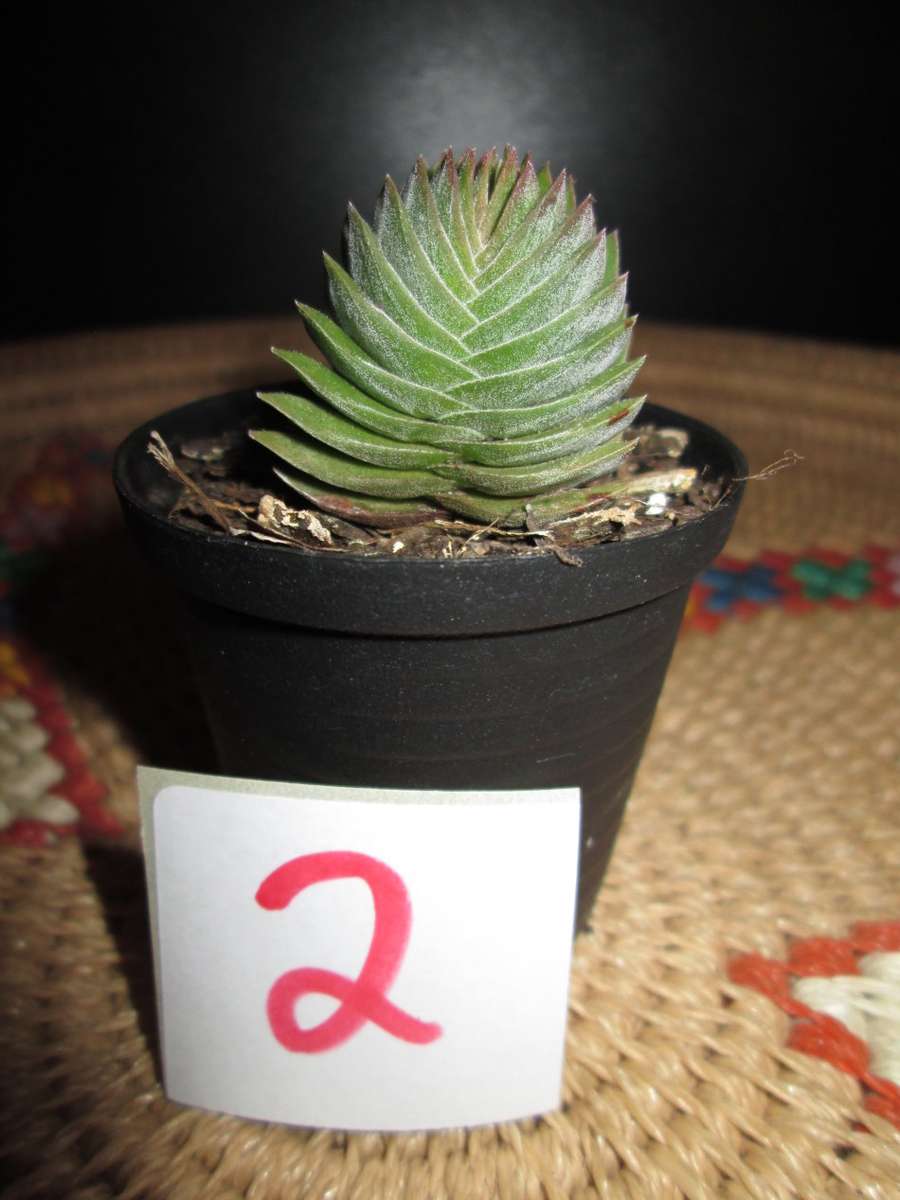 Crassula 'Buddha's Temple'  5cm pot