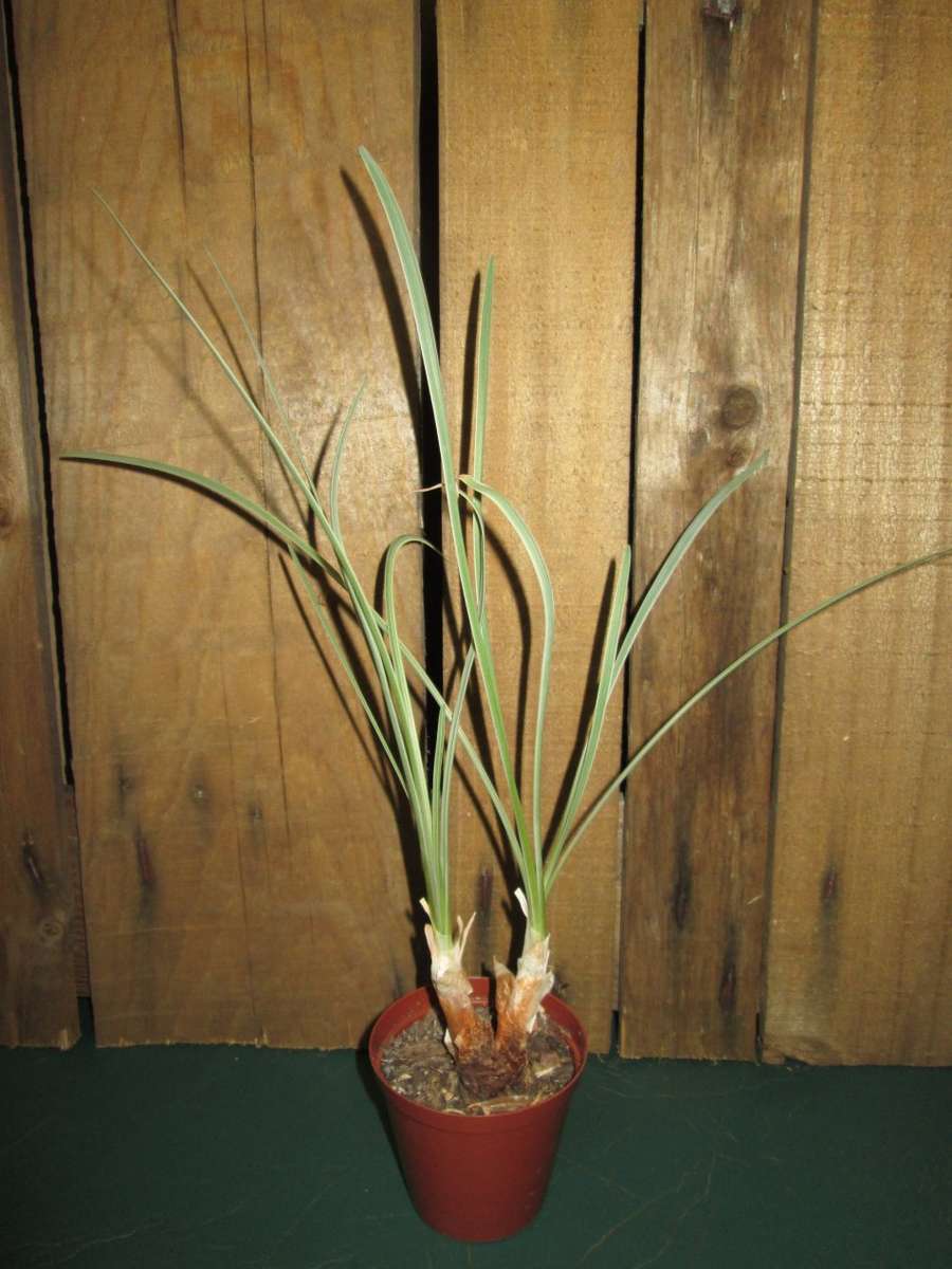 Tulbaghia violacea (Silver Lace) 7.5cm pot