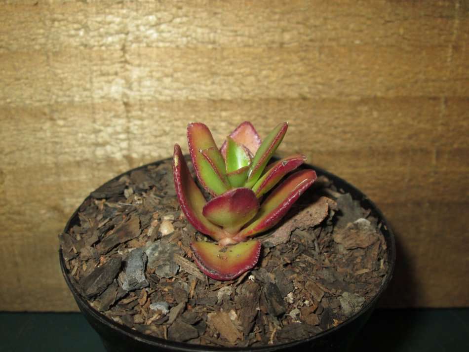 Succulent / Vetplant. 7.5cm pot.