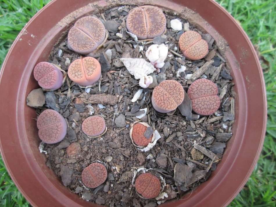 Lithops 12cm pot