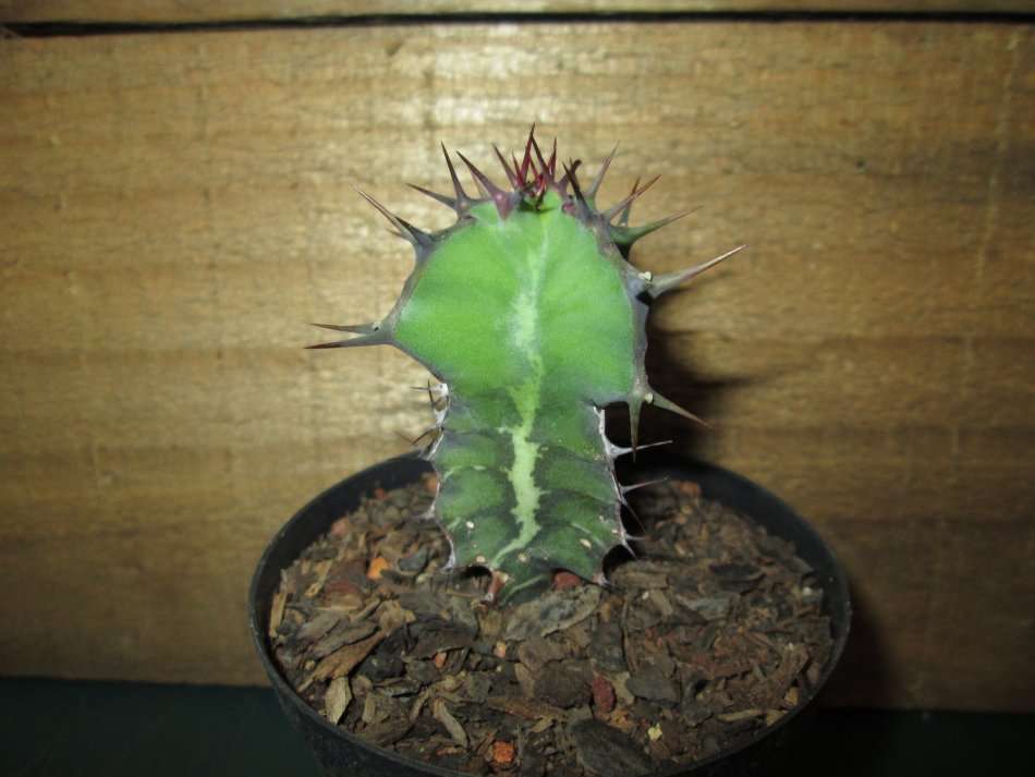 Succulent / Vetplant 7.5cm pot..