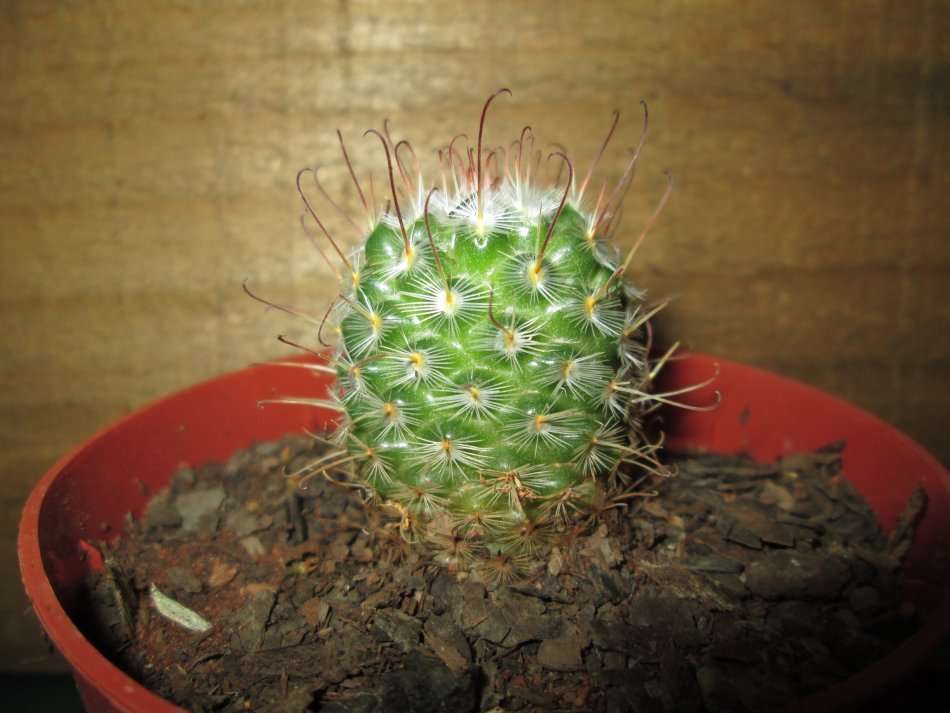 Kaktus / Cactus 7.5cm pot
