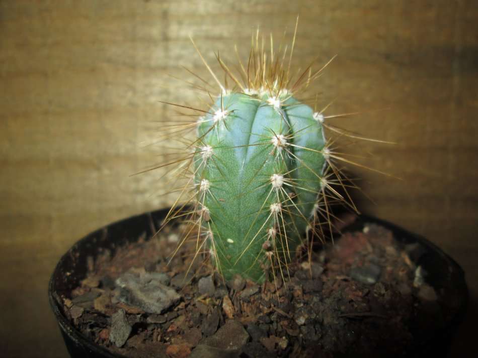 Kaktus / Cactus 7.5cm pot