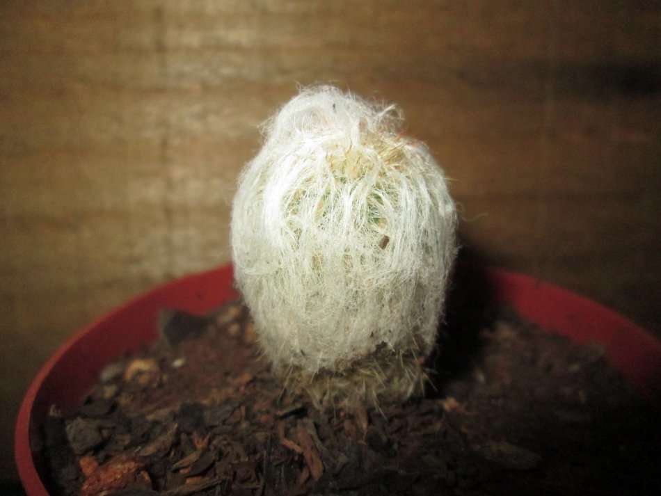 Kaktus / Cactus 7.5cm pot