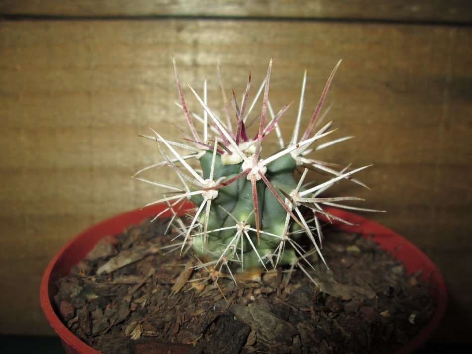 Kaktus / Cactus 7.5cm pot