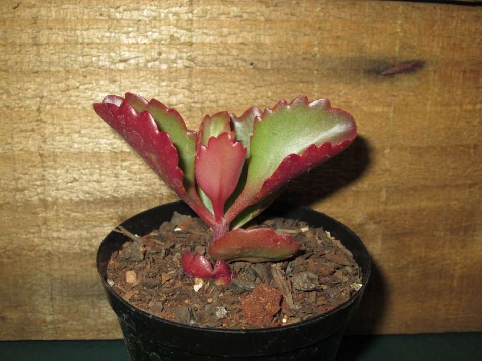 Succulent / Vetplant 7.5cm pot..