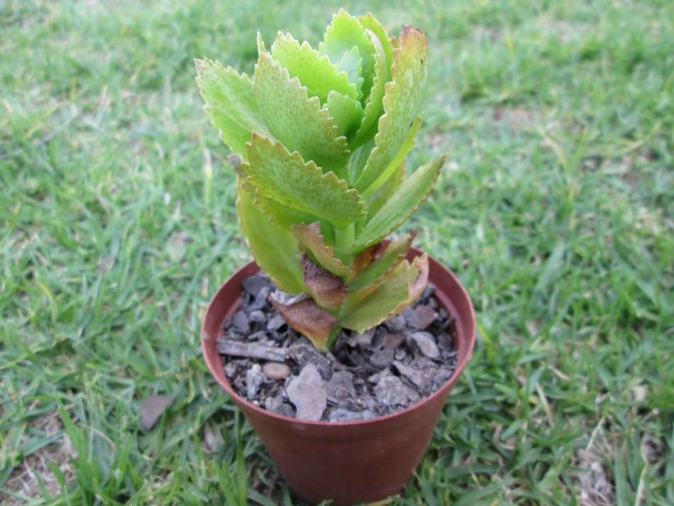Succulent / Vetplant 7.5cm pot