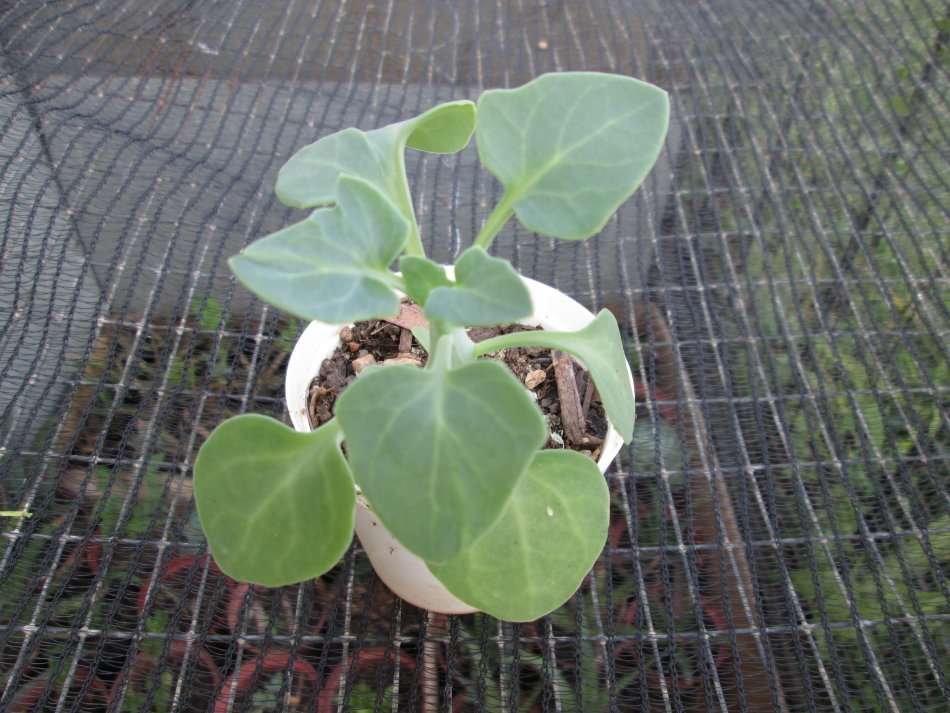 Senecio articulatus 'Candle Plant' 7.5cm pot.