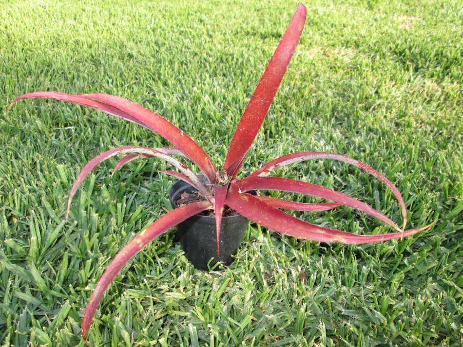 xBillbergia 'Red burst' (Cryptbergia 'Red Burst') 7.5cm pot