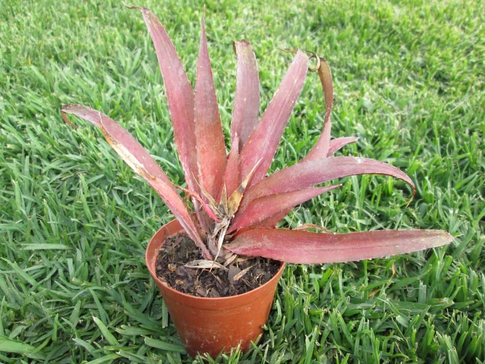 xBillbergia 'Red burst' (Cryptbergia 'Red Burst') 7.5cm pot. Clearance sale.