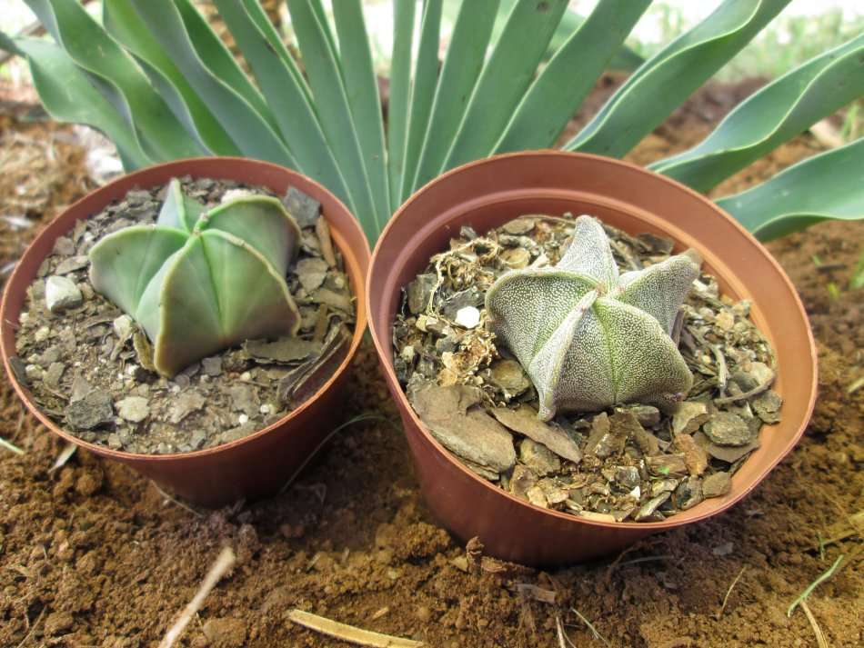 Astrophytum. 7.5cm pots. Clearance sale. 2 plants.