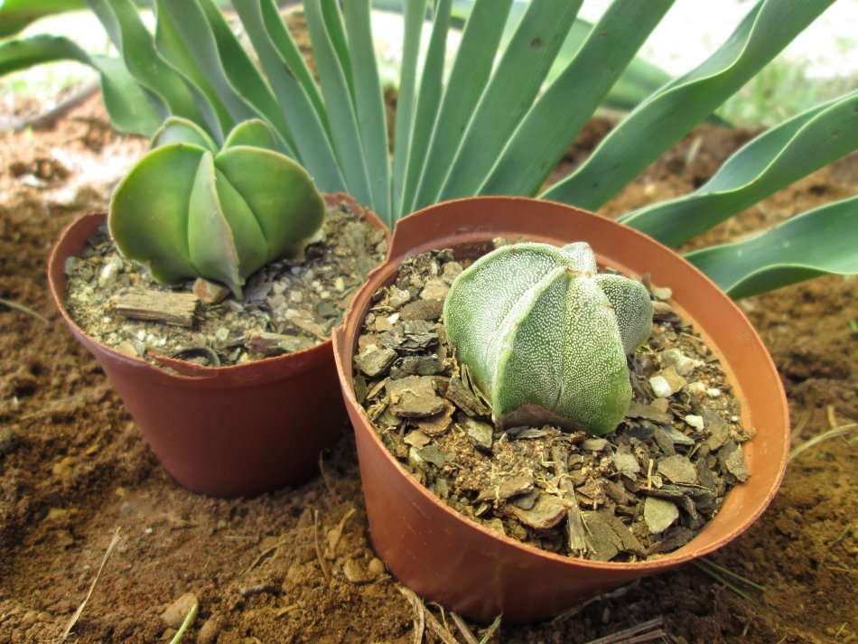 Astrophytum. 7.5cm pots. Clearance sale. 2 plants.