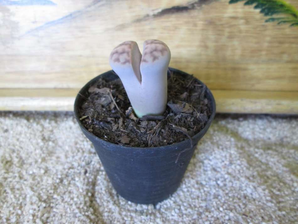 Lithops 5.5cm pot.
