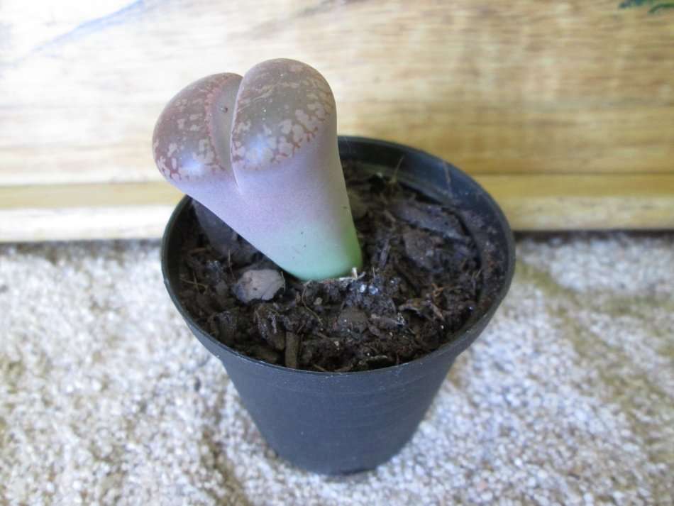 Lithops 5.5cm pot.