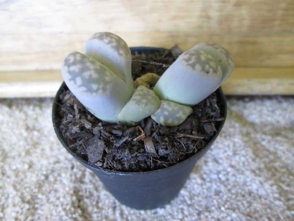 Lithops 5.5cm pot.