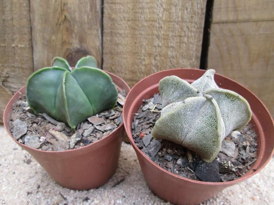 Astrophytum. 7.5cm pots. 2 plants.